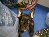Fransk bulldog Laica