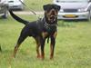 Rottweiler Zakoda Dasher