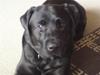 Labrador retriever Balder