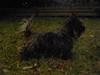 Cairn terrier Kastrup Jaki Lobelia Johleen *RIP* [ Himmelhund]
