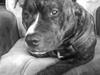 Staffordshire bull terrier Alpha R.I.P.