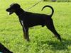 Dobermann Raphael's Grieg (Zaki) [ Himmelhund]