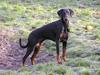 Dobermann Raphael's Izette Jinxix  [ Himmelhund]
