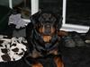 Rottweiler Luna