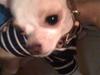 Chihuahua Chanel