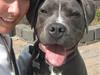 Amerikansk staffordshire terrier "Bob" <3 >>HVIL I FRED<<