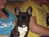 Fransk bulldog R.I.P. Tjalfe. [ Himmelhund]