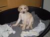 Labrador retriever Aya