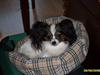Papillon Nicorette