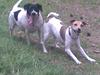 Jack russell terrier Freja "Himmelhund" [ Himmelhund]