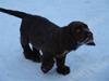 Sussex spaniel Woodlandhope [Tidl. hund]