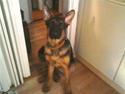 Schæferhund Pascha