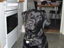 Labrador retriever Simba Himmelhund 2010