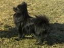 Pomeranian Timon
