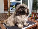Shih tzu Loui