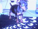 Dvaergpinscher Rafforzare