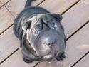 Shar pei Sumo