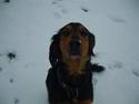 Gordon setter bella