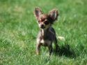 Chihuahua Selma from Paradies