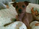 Dvaergpinscher emma