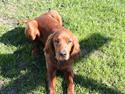 Irsk setter Mårups Macho