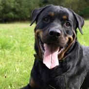 Rottweiler Vindelsbo´s Wargus