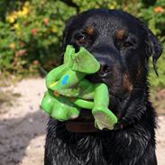 Rottweiler Vindelsbo´s Wargus