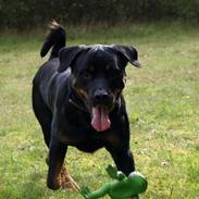 Rottweiler Vindelsbo´s Wargus