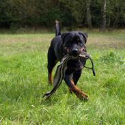 Rottweiler Vindelsbo´s Wargus