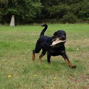 Rottweiler Vindelsbo´s Wargus