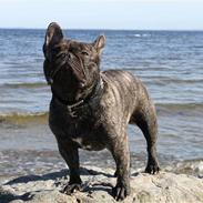 Fransk bulldog Anton
