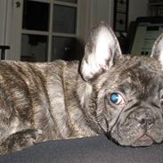 Fransk bulldog Anton