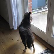 Shetland sheepdog Smilla