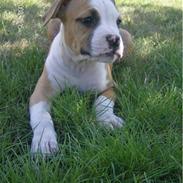 Amerikansk staffordshire terrier Chika