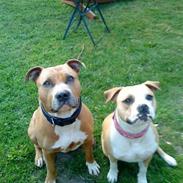 Amerikansk staffordshire terrier Chika