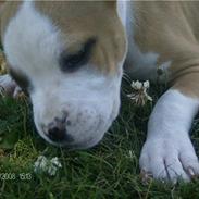 Amerikansk staffordshire terrier Chika