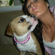 Amerikansk staffordshire terrier Chika