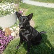 Schæferhund Thilde