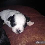 Blanding af racer Anton