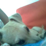 Blanding af racer Sharko