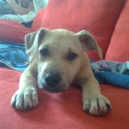 Blanding af racer Sharko