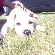 Blanding af racer Sharko