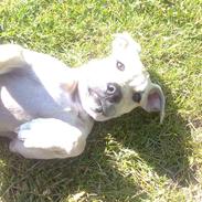 Blanding af racer Sharko