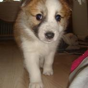 Islandsk fårehund Mico