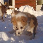 Islandsk fårehund Mico