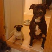 Amerikansk staffordshire terrier Kessler