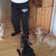 Amerikansk staffordshire terrier Kessler