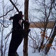 Amerikansk staffordshire terrier Kessler