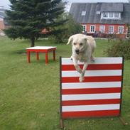 Labrador retriever Sigurd