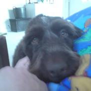 Ruhåret hønsehund Tiggi